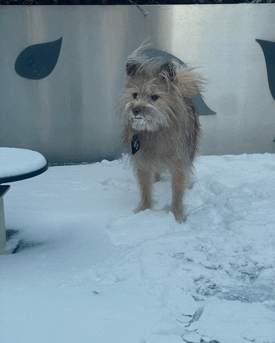 a small dog standing in the snow with a tag that says ' snoopy '