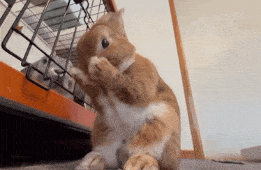 a rabbit is cleaning its paws in front of a cage while another rabbit looks on .