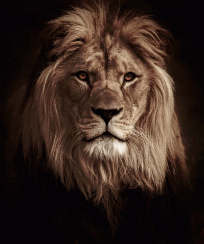 Lion Roar GIF