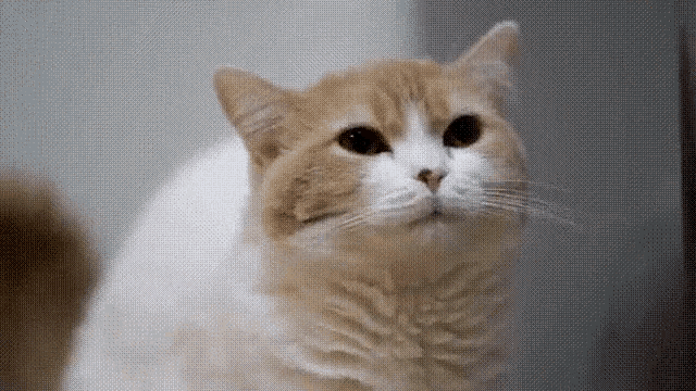 Cat Suspicious GIF - Cat Suspicious ფიშუ GIFs