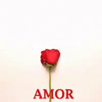 Amor GIF - Heart Petals Love GIFs