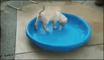 a puppy is playing in a blue bowl of water with the website 4gifs.com in the corner