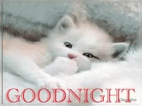 Good Friday Good Night GIF - Good Friday Good Night Cat GIFs