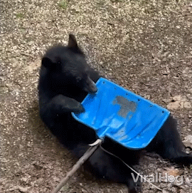 Chilling Black Bear GIF - Chilling Black Bear Viral Hog GIFs