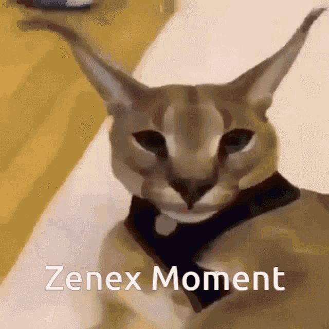 a close up of a cat with the words " zenex moment " on the bottom