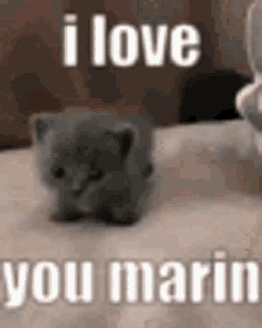 I Love You Marin Marin GIF - I Love You Marin Marin Kitten GIFs