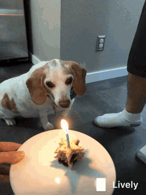 a dog standing next to a birthday cake with a candle lit