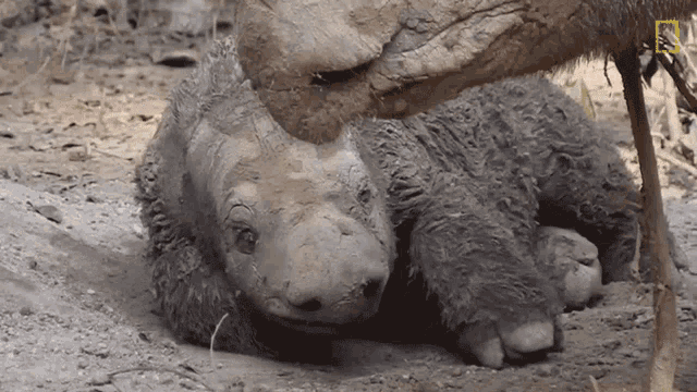 Sleepy Sumatran Rhinos Are Nearly Gone New Plan Launched To Save Them GIF