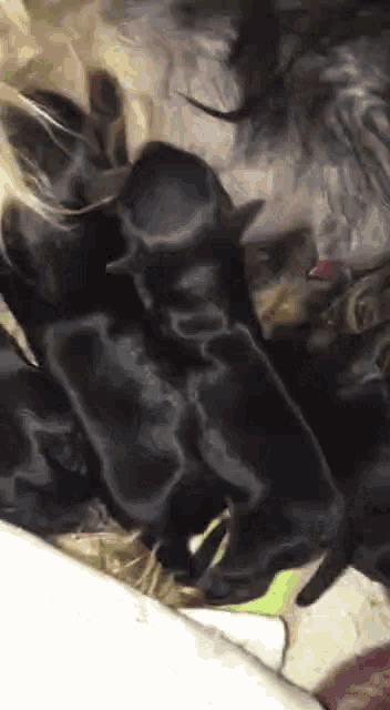 a group of black puppies are sitting next to each other .
