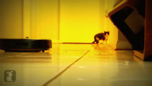 You Can'T Escape It GIF - Cat Kitten Vacuum GIFs