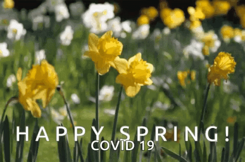 Daffodils Spring Flowers GIF - Daffodils Spring Flowers Happy Spring GIFs