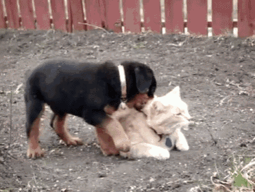 two dogs are playing with a stuffed animal in the dirt