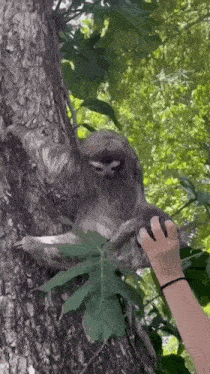 a person is petting a sloth on a tree