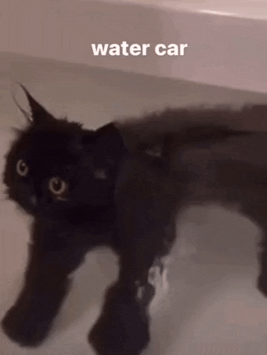 a black cat is laying in a bathtub with the words water car above it .