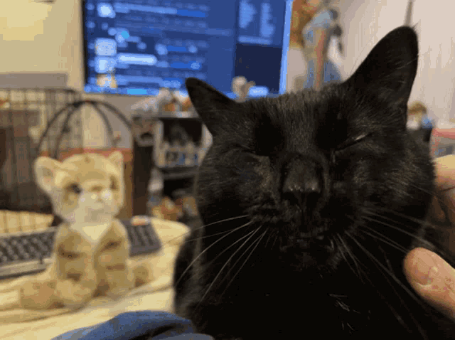 a black cat with its eyes closed being held by a person
