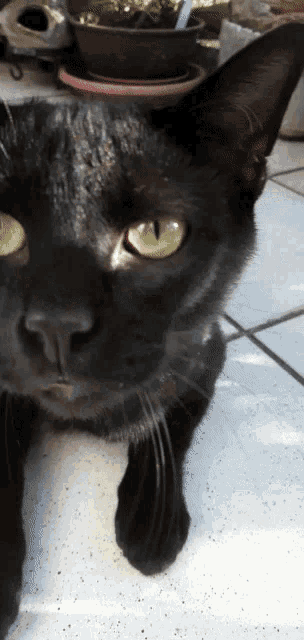 a close up of a black cat 's face with yellow eyes