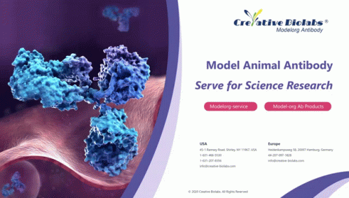 Model Organism Antibody GIF - Model Organism Antibody GIFs