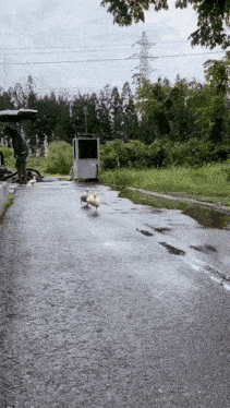 a couple of ducks are walking down a road