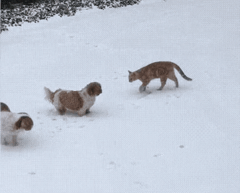 Flying Cat Attack GIF - Flying Cat Attack Dog GIFs
