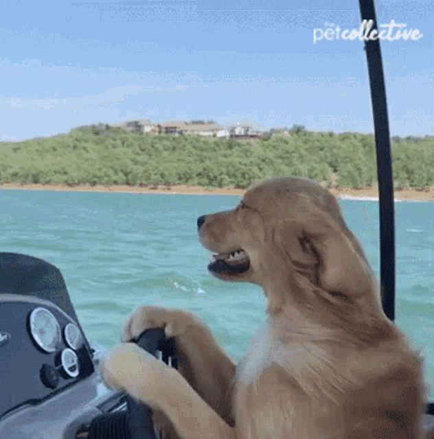 Relaxing The Pet Collective GIF - Relaxing The Pet Collective Boat GIFs