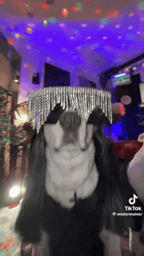 a dog wearing a tiara and a black jacket