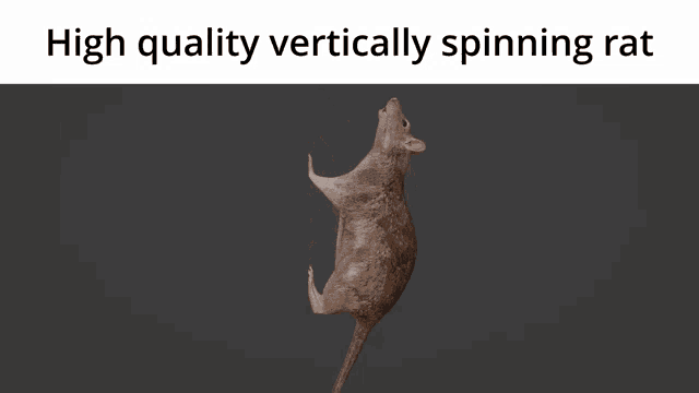 Spinning Rat GIF - Spinning Rat GIFs