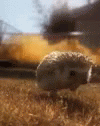 Hedgehog Cool GIF - Hedgehog Cool Dont GIFs