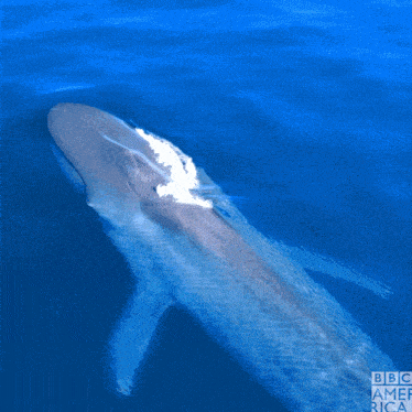 a picture of a whale in the ocean with the bbc america logo