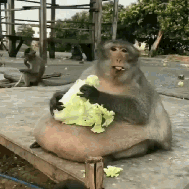 a fat monkey is sitting on a table eating a salad