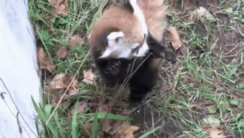 a red panda and a black panda are standing in the grass .