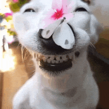 a close up of a dog with a flower in its mouth