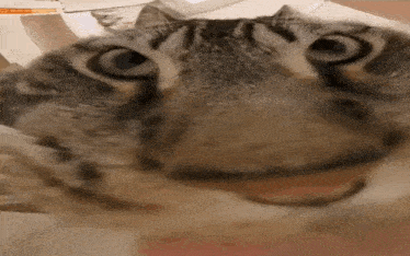 a close up of a cat 's face making a funny face .