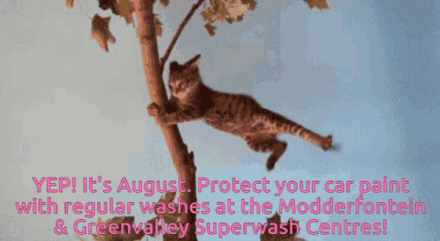 a cat hanging from a tree branch with the words " it 's august protect your car paint with regular washes "