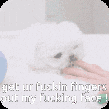 a white dog laying on a bed with a caption that says get ur fuckin fingers out my fucking face