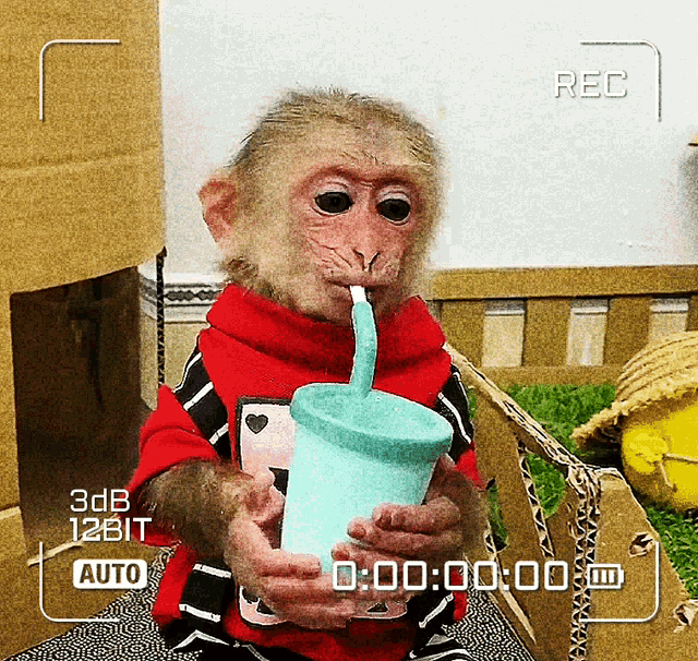 Funny Monkey Monkey GIF - Funny Monkey Monkey Slurping Monkey GIFs