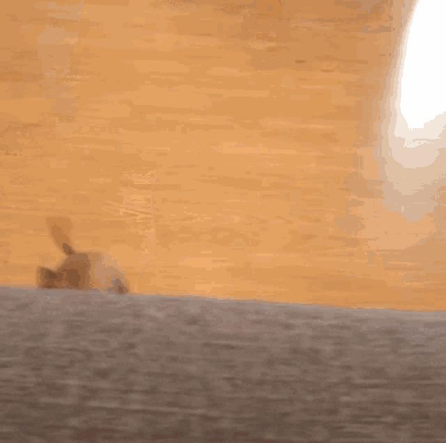 a blurred image of a cat playing with a toy on a wooden floor .