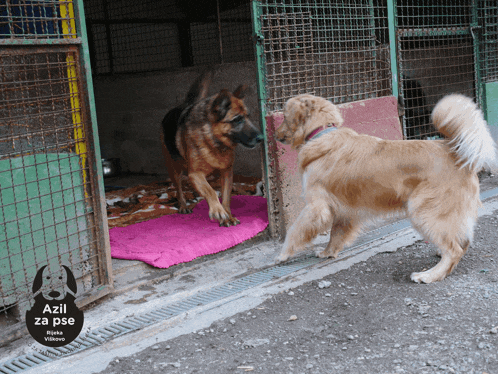 Dogs Playing Azil Za Pse Viskovo GIF