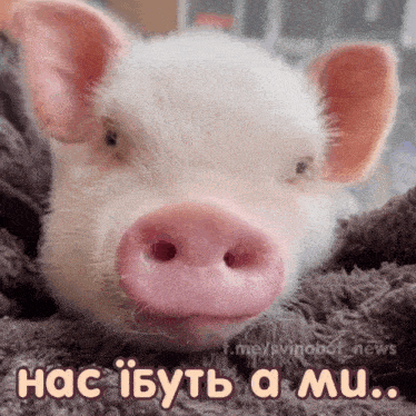 a pig with a big pink nose is laying on a blanket with the words " нас iбуть a mu " written below it