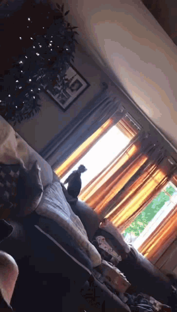 a cat sits on a couch in front of a window