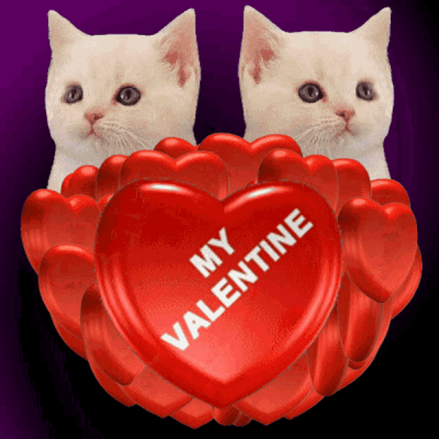 two white cats are holding a heart that says " my valentine "