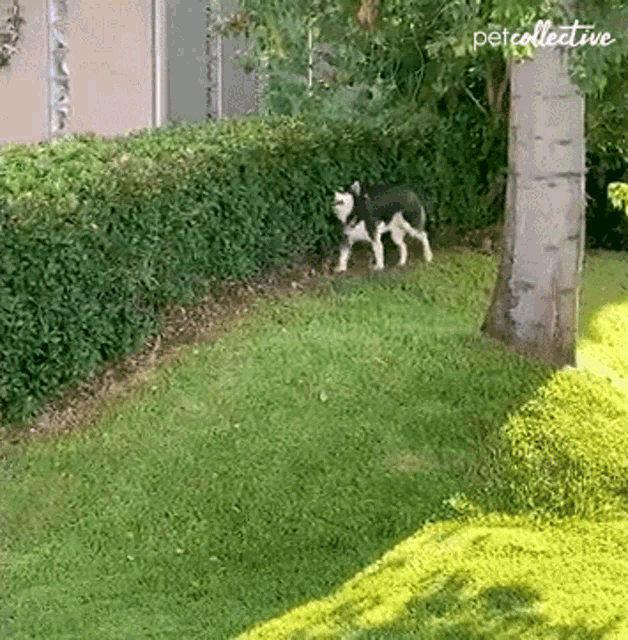 Rubbing The Pet Collective GIF - Rubbing The Pet Collective Dog GIFs
