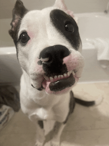 a close up of a black and white dog 's face