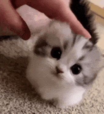 a person is petting a small white and gray kitten on the floor .