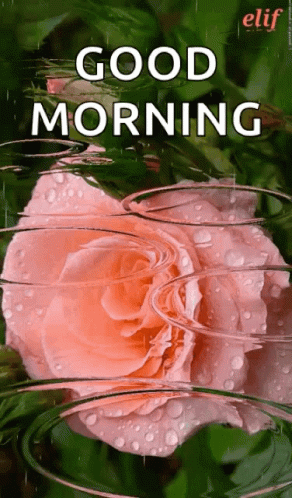 Good Morning Reflection GIF - Good Morning Reflection Roses GIFs