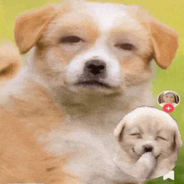 a picture of a puppy with a woman 's face on it