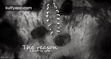 The Reasoni Live Is Yóu.Gif GIF - The Reasoni Live Is Yóu Snout Teeth GIFs