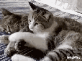two cats are laying next to each other on a blanket .