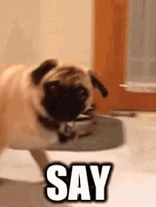 Pug Say That To My Face GIF - Pug Say That To My Face Dare GIFs