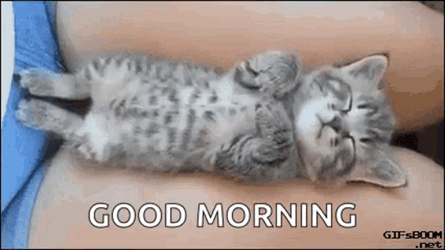 a kitten is sleeping on its back on a person 's lap with the words `` good morning '' below it .