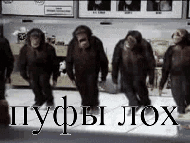 a group of chimpanzees are walking in a line with a sign in the background that says " пуфы лох " on it